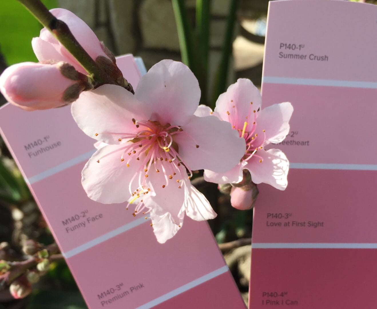 Behr Paint Color Inspiration Palette.