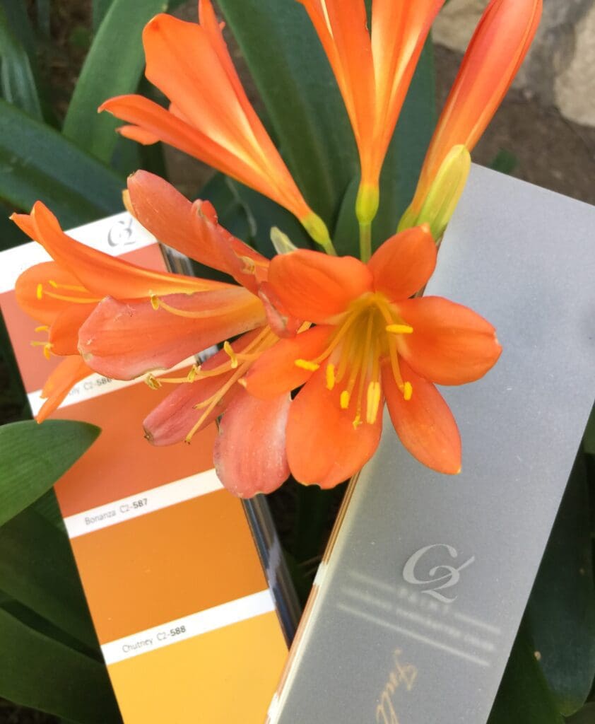 Clivia Miniata flower and matching colors from the c2 paint color deck.