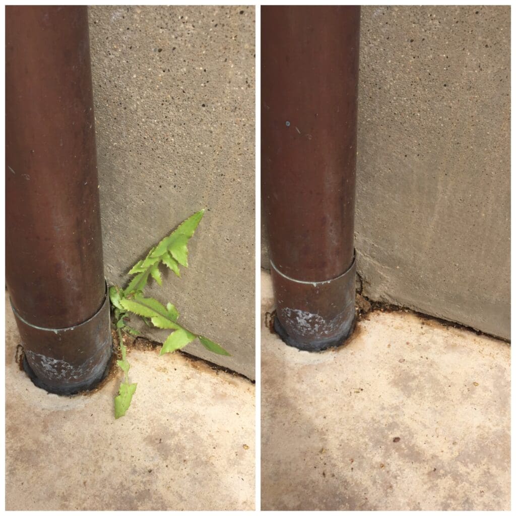 Los Angeles Property Management. Checking for Hidden Weeds.