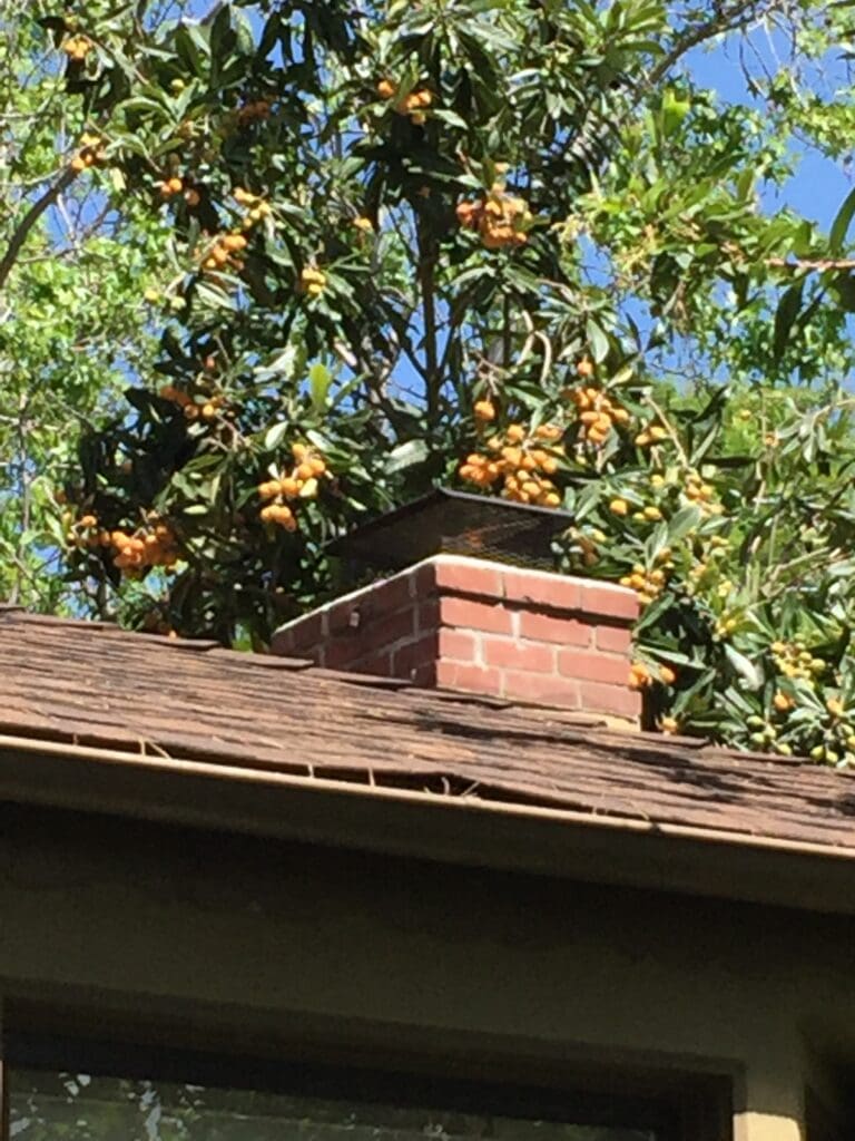 Fruit Trees Over Roof.