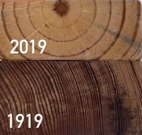 Comparison of Southern Yellow Pine 2X4's wood density 100 years apart.