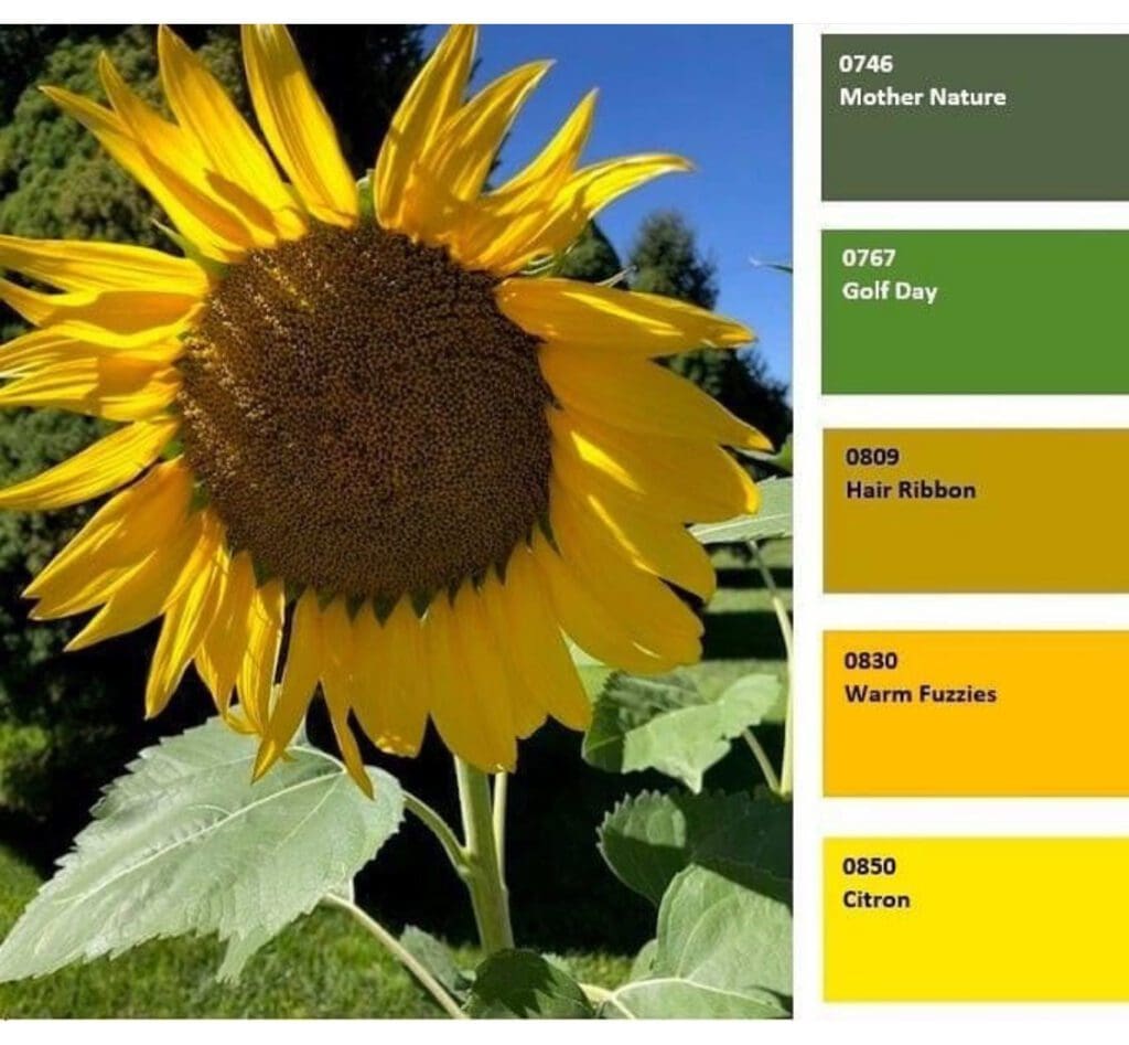 Sunflower Inspired Rodda Paint Colors.