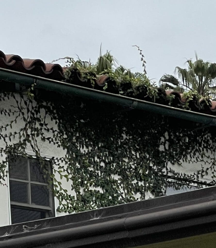 Vines can cause expensive damage to your eaves and rafters.