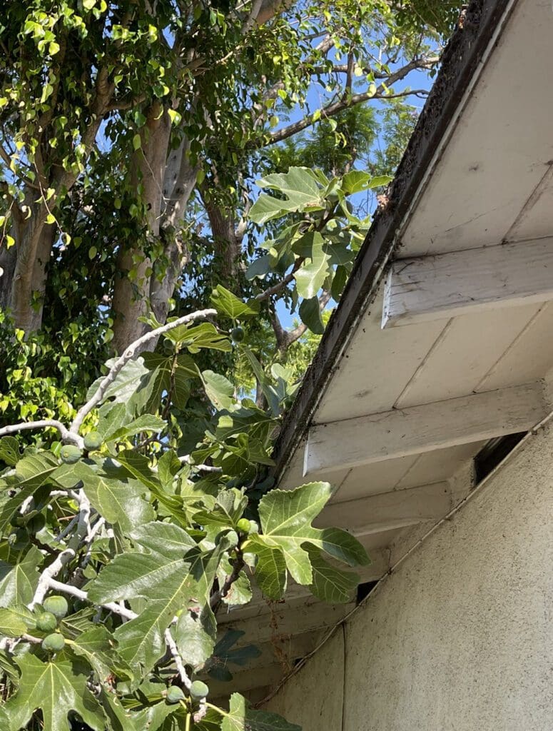 Neighbor's trees touching your roof.