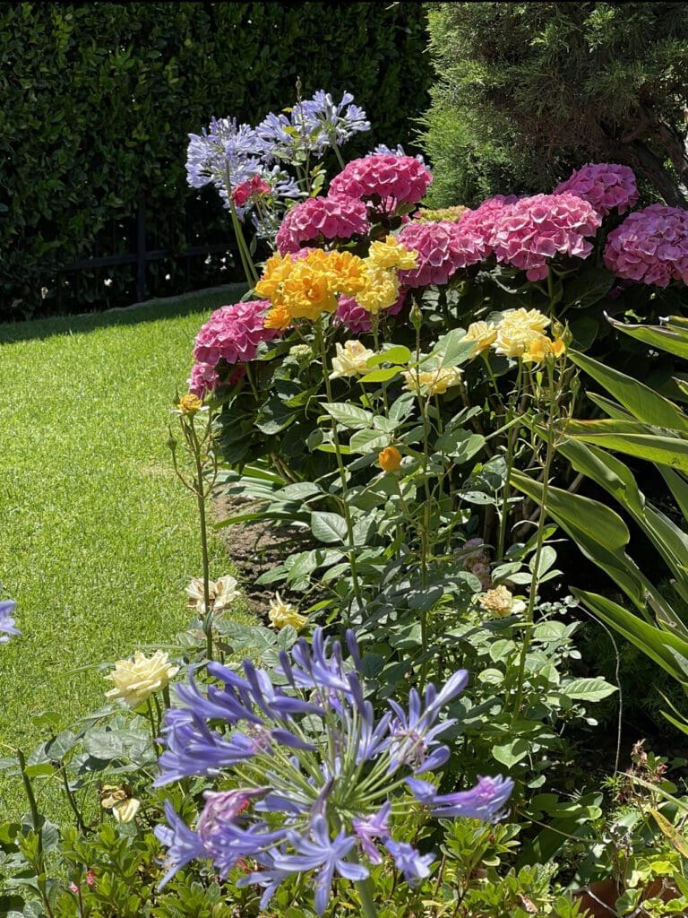 Colorful Garden Flowers.