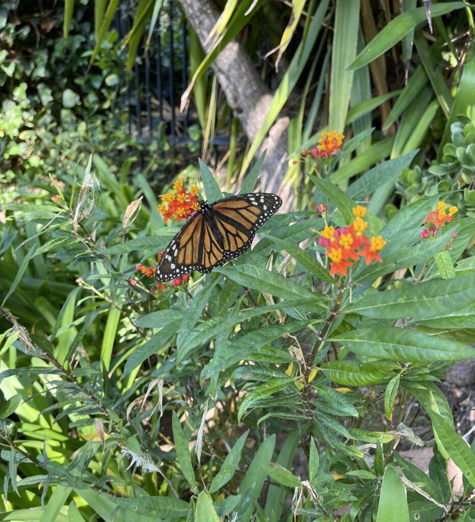 Milkweed Plants in the Garden Attract Butterflies.