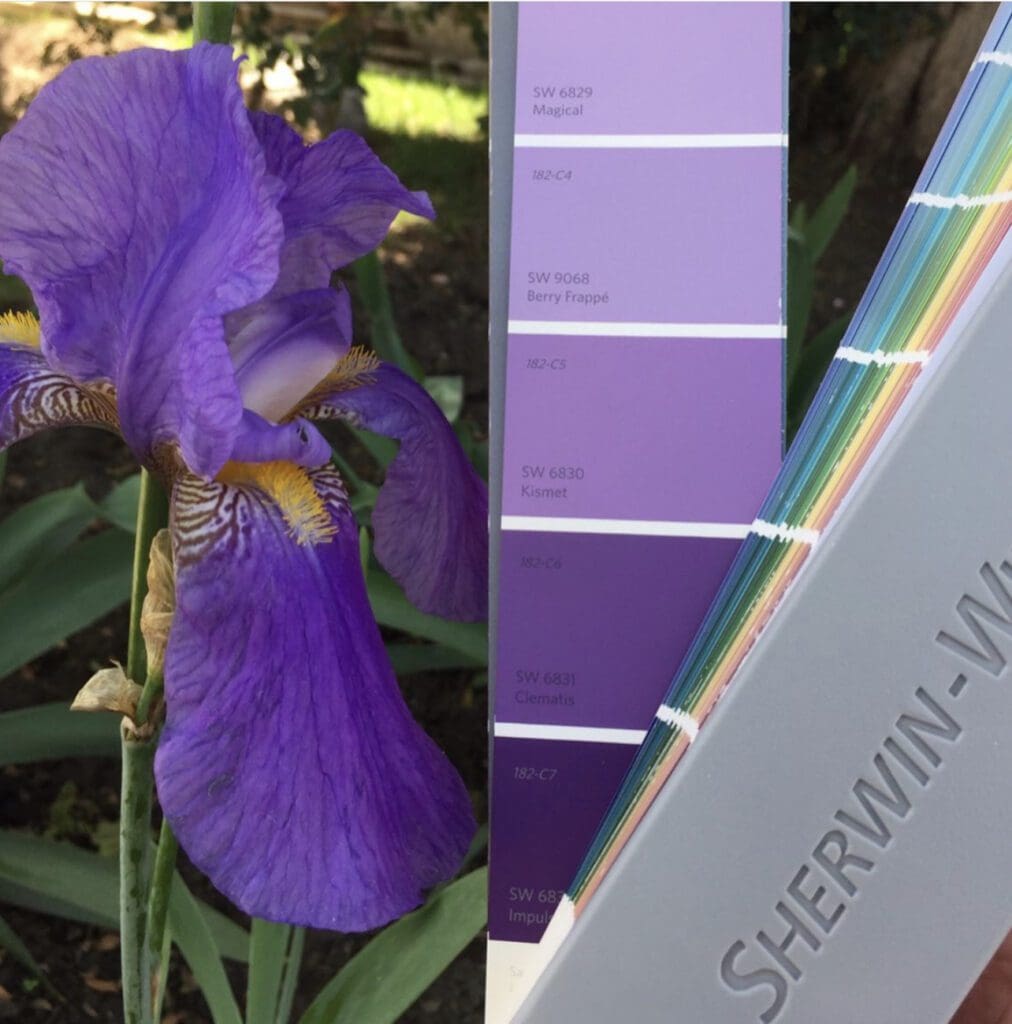 Sherwin Williams Spring Iris Paint Color Inspiration