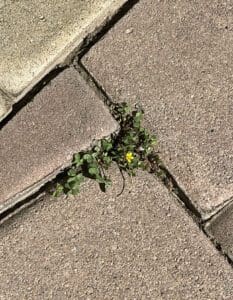 Remove Weeds from Driveway Cracks
