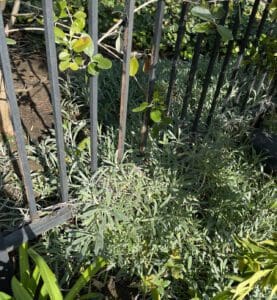 Plant material on wrought iron fence