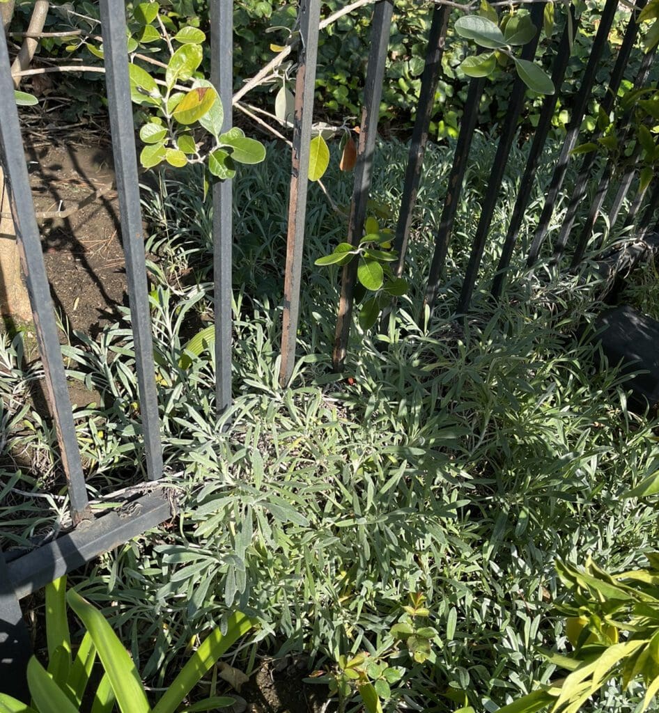 Plant material growing on wrought iron fence.