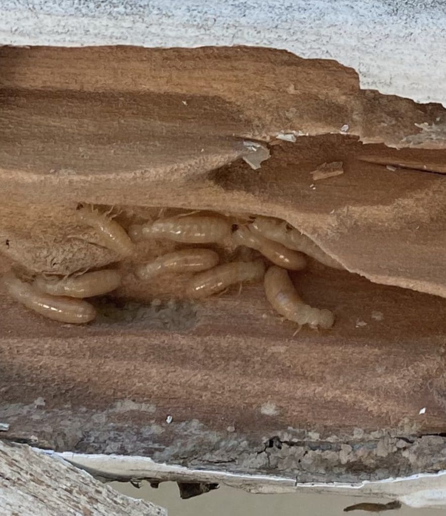 Active Termite Infestation in Wood Post. Early April is annual termite inspection time. Pictured here is a termite infested wood board that All Los Angeles Painting Company Inc. discovered during the preparation phase of an exterior paint project.