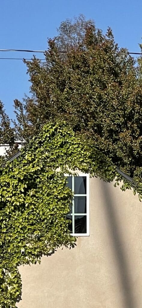 A Structure's Natural Enemy. Vines Growing on a House.