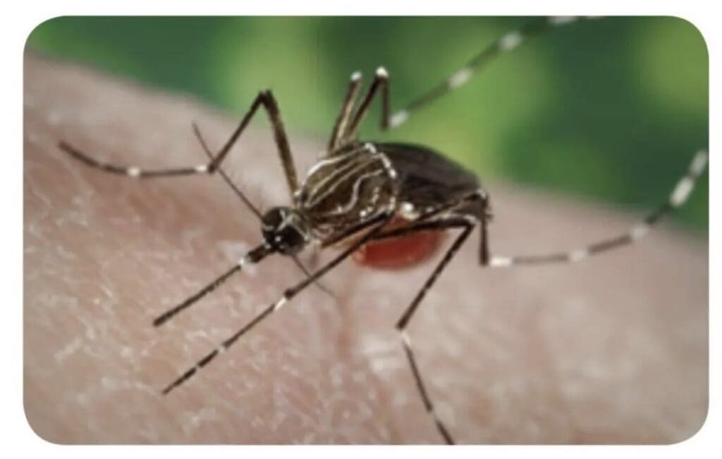 tips-to-control-mosquitoes/