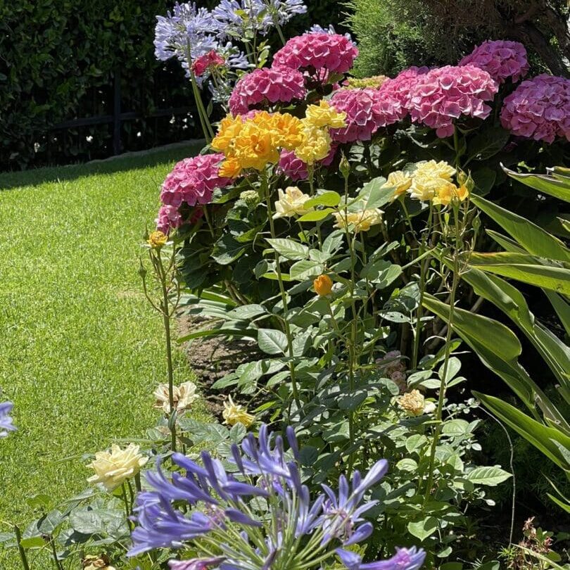 Colorful Garden Flowers.