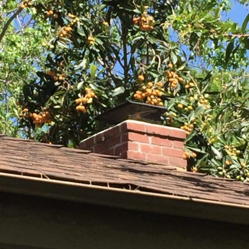 Fruit Trees Over Roof.